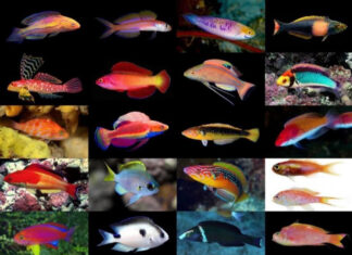 O specie de pește care își schimbă sexul, descoperită în Oceanul Indian Labride