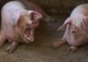 porci