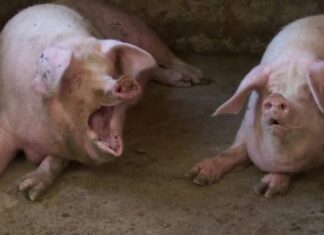 Focar de pestă porcină la cea mai mare fermă de porci din România porci