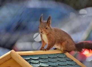 Aproximativ 2.000 de persoane au rămas fără curent, iar motivul este cel puțin amuzant Sursă foto: Pixabay