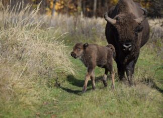Romsilva a publicat imagini cu Roberto, puiul de zimbru născut în această primăvară Foto: Facebook/Regia Națională a Pădurilor - Romsilva