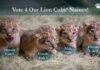 O grădină zoologică face apel la public pentru a găsi numele potrivite pentru patru pui de leu Sursă foto: Facebook/Oklahoma City Zoo and Botanical Garden