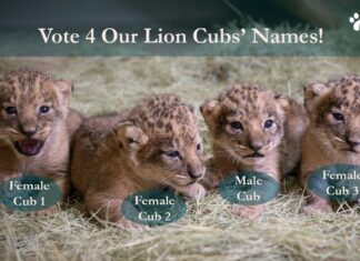 O grădină zoologică face apel la public pentru a găsi numele potrivite pentru patru pui de leu Sursă foto: Facebook/Oklahoma City Zoo and Botanical Garden