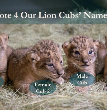 O grădină zoologică face apel la public pentru a găsi numele potrivite pentru patru pui de leu Sursă foto: Facebook/Oklahoma City Zoo and Botanical Garden
