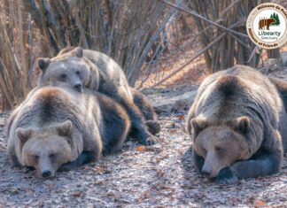 Libearty, cel mai mare sanctuar pentru urși bruni din lume, își așteaptă vizitatorii Foto: Facebook/AMP Libearty - Bear Sanctuary