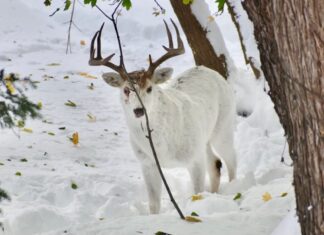 Un cerb de culoare albă a fost surprins în apropierea unei autostrăzi Foto: Facebook/West Seneca Police Department