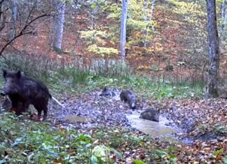 Camerele de monitorizare Romsilva au surprins o familie de mistreți Captură video Romsilva