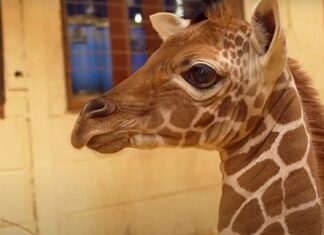 VIDEO: Angajații unei grădini zoologice au ales un nume inedit pentru un pui de girafă Captură video: Youtube/ZSL Whipsnade Zoo