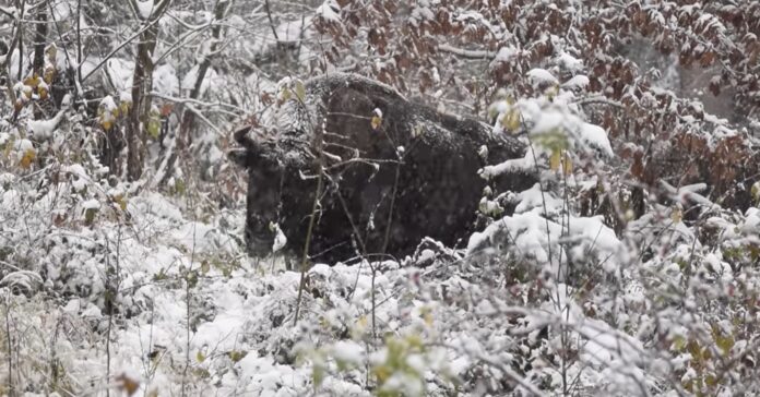 Credit Foto: Rosmilva/Lică Balmoj, Parcul Natural Vânători Neamț