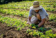 Subvențiile acordate doar fermierilor care au urmat cursuri online de pregătire profesională agricultura