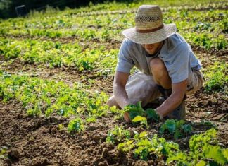 Fermierii care fac singuri tratamente fitosanitare pot face până la 5 ani de închisoare agricultura