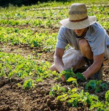 Fermierii care fac singuri tratamente fitosanitare pot face până la 5 ani de închisoare agricultura