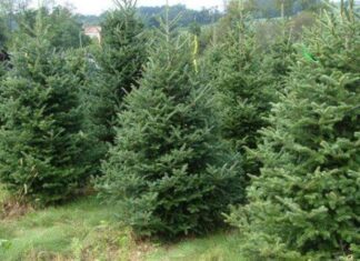 31.000 de pomi de Crăciun, scoși la vânzare de Romsilva brazi