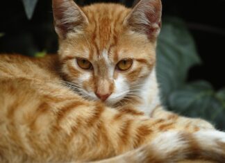 O pisică ascunsă într-un bagaj a fost descoperită de agenții de securitate de pe un aeroport Sursa foto: Twitter