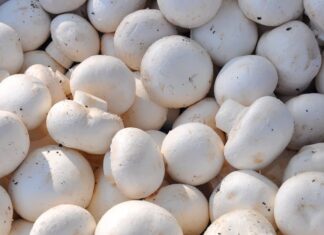 Ciupercile, folosite pentru producerea ambalajelor ecologice Ciuperci