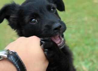 Cele mai populare nume de câini în anul 2022 Sursă foto: Pixabay