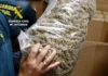 Cetățean străin prins în Oradea cu 15 kilograme de cannabis Droguri