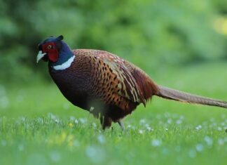 O pasăre considerată dispărută de zeci de ani, redescoperită în pădurile din Papua Noua Guinee Fazan cu git negrru