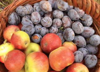 Președintele ANAF, după ce inspectorii antifraudă au amendat cu 30.000 de lei țărani care vindeau fructe: „Doi nemernici. Îmi e rușine” fructe