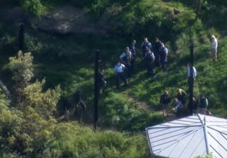 Grădina Zoologică din Sydney, închisă după ce cinci lei au evadat din adăpost Gradina zoo