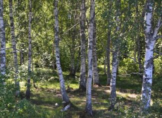 Un parc cu copaci plantați în memoria celor dispăruți, inaugurat în Lugoj Mesteceni