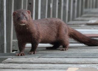 Mii de nurci, eliberate de la o fermă unde erau crescute pentru blană nurca americana
