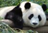 Taiwanul anunță moartea ursului panda oferit de China Panda