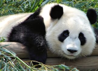Taiwanul anunță moartea ursului panda oferit de China Panda