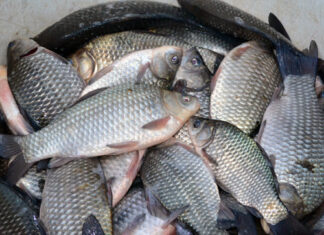 România produce anual maxim 20.000 de tone de pește Peste