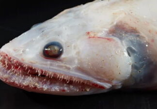 Animale marine neobișnuite, descoperite lângă Australia specie ciudata