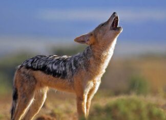 Șacalii au făcut ravagii în județul Vaslui sacali