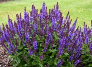 O nouă specie de plantă, descoperită pe pajiștile din Dobrogea salvie