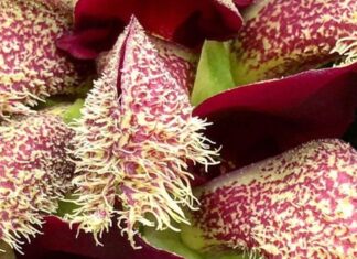 Cea mai frumoasă orhidee din lume are un parfum greu de suportat. Cum miroase aceasta? Sursă foto: Facebook/Cambridge University Botanic Garden