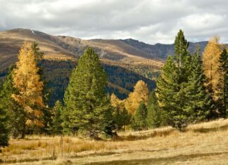 Câteva mii de exemplare de zâmbri, identificați în Parcul Național Călimani Zambru