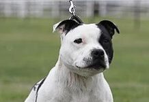 O femeie din Marea Britanie a renunțat la cadourile de Crăciun pentru a salva viața câinelui ei Staffordshire Bull Terrier,