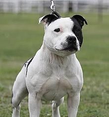Proprietarul unui câine din rasa Amstaff, trimis în judecată Staffordshire Bull Terrier,