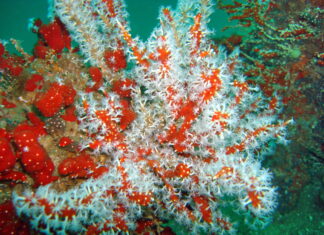 Larve din Marea Barieră de Corali, congelate de oamenii de știință Corali