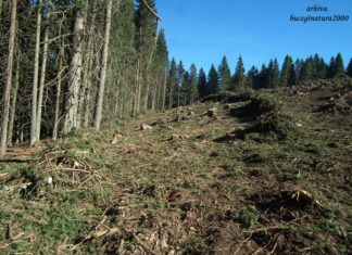 Produsele rezultate din defrișări, interzise în Uniunea Europeană Defrisare