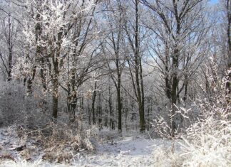Două noi zile libere pentru angajați în luna ianuarie Iarna