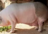 Jardel, cel mai mare porc din România, cântărește 600 de kilograme Jardel