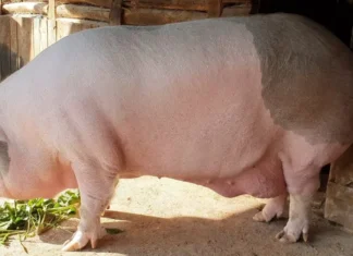 Jardel, cel mai mare porc din România, cântărește 600 de kilograme Jardel
