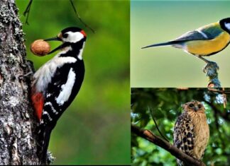 Peste 40 de specii de păsări din România se află în pericol de dispariție Pasari