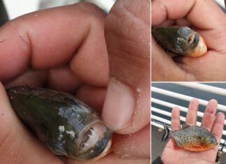 Pește piranha găsit pe râul din centrul municipiului Oradea Pirahha