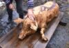 Bărbat în stare gravă după ce și-a tăiat artera femurală când sacrifica porcul Taiatul porcului