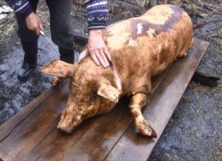 Bărbat în stare gravă după ce și-a tăiat artera femurală când sacrifica porcul Taiatul porcului