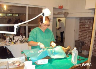 Comunicat de presă – FNPA -Tragedii umane utilizate pentru justificarea masacrelor canine