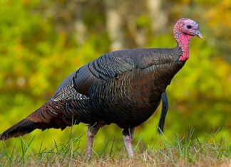 Gripa aviară a provocat pierderi de peste 40 de milioane de lei la Peneș Curcanul din Codlea Curcan