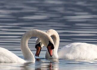 Mai multe lebede de pe o baltă din Olt, ucise de gripa aviară Lebede