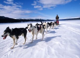 Stațiunea Borsec va găzdui un concurs de atelaje canine Atelaj ciini
