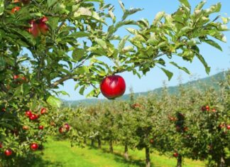 Petre Daea: Există posibilitatea să refacem patrimoniul pomicol al României livada